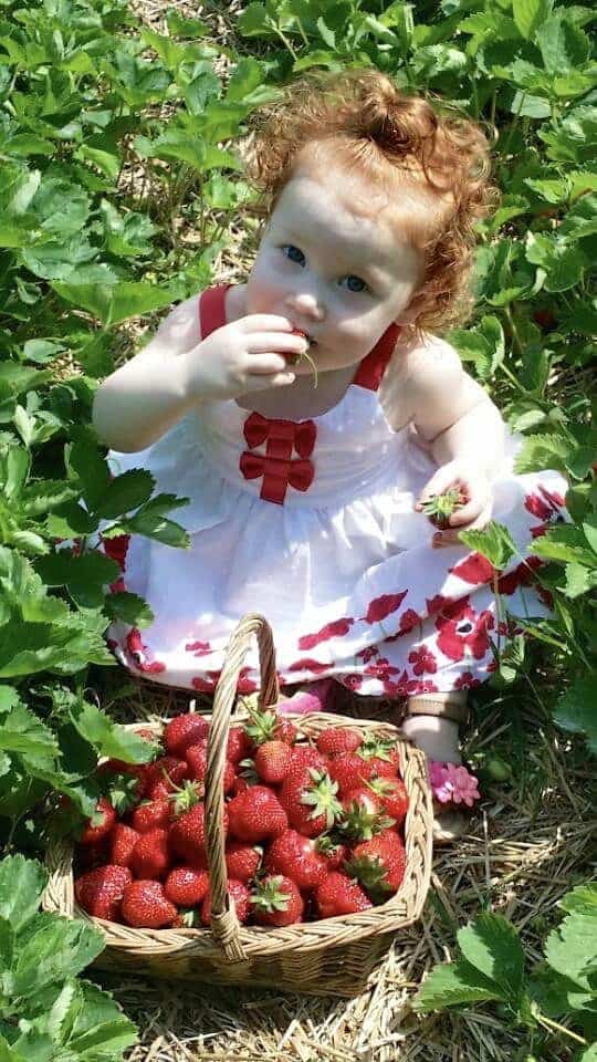little girl eating strawberries at ridgeview farm in geauga county